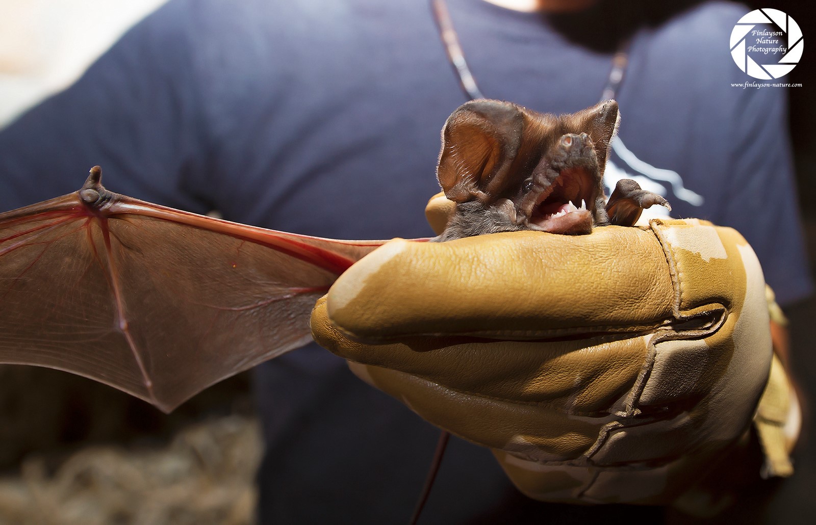 562.5 The European Free-tailed Bat.jpg